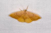 Watsonalla binaria