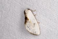Cilix