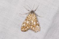 Elophila nymphaeata