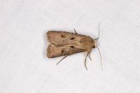 Agrotis exclamationis