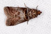 Acrobasis advenella