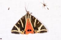Euplagia quadripunctaria