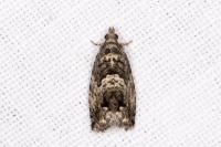 Cydia fagiglandana