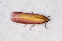 Oncocera semirubella