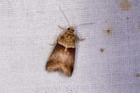 Acrobasis tumidana