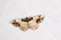 Ligdia adustata