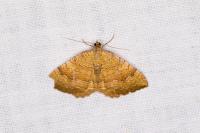 Camptogramma bilineata
