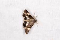 Tyta luctuosa