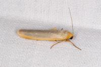 Manulea complana