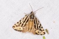 Emmelia trabealis