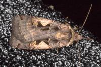 Xestia c-nigrum