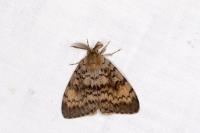 Lymantria dispar