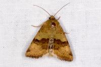 Heliothis viriplaca