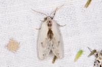Cilix
