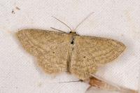 Scopula virgulata