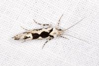 Ypsolopha sequella