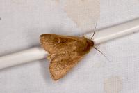 Mythimna ferrago