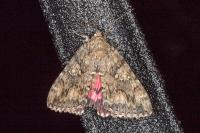 Catocala sponsa
