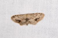 Idaea dimidiata