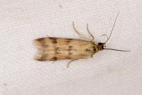 Homoeosoma sinuella