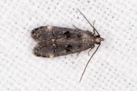 Dichomeris alacella