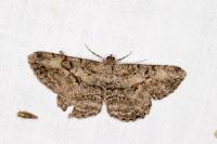 Peribatodes rhomboidaria