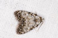 Meganola strigula