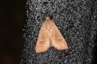 Mythimna ferrago