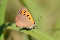 Lycaena phlaeas