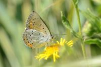 Lycaena dispar