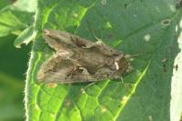 Autographa gamma