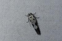Ethmia quadrillella