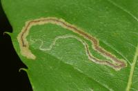 Stigmella samiatella