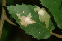 Tischeria ekebladella