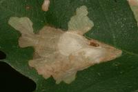 Tischeria ekebladella