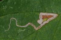 Stigmella aurella