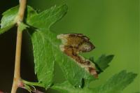 Stigmella hybnerella