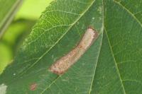 Phyllonorycter mespilella