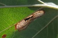 Phyllonorycter mespilella