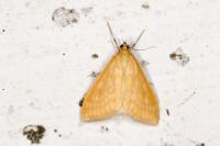Sitochroa verticalis