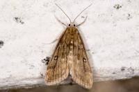 Parapoynx stratiotata