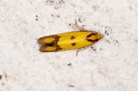 Agapeta zoegana
