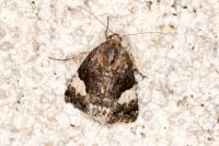Tyta luctuosa