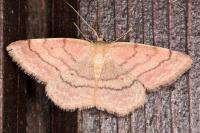 Scopula rubiginata