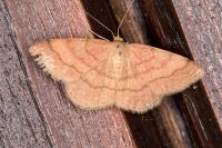 Scopula rubiginata