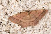 Scopula rubiginata