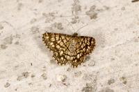 Chiasmia clathrata