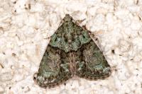 Cryphia algae