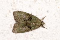 Cryphia algae