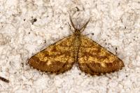 Ematurga atomaria